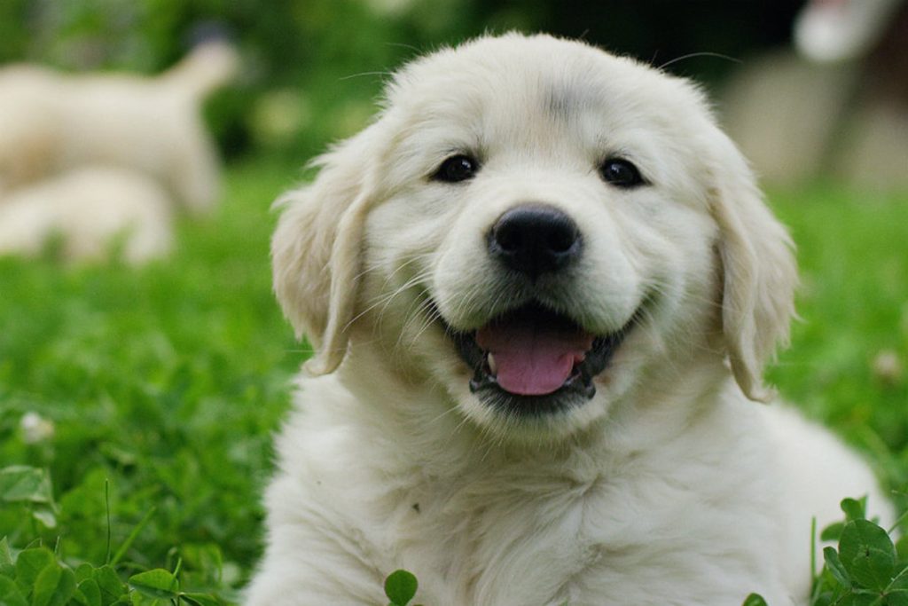 Delightful Diligent Dog Dental Detectives: Detecting Early Dental Dangers in Your Adult Dog