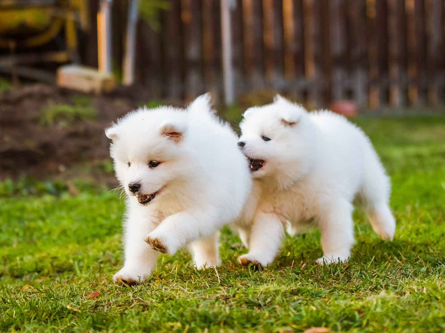 Delightful Diligent Dog Dental Detectives: Detecting Early Dental Dangers in Your Adult Dog